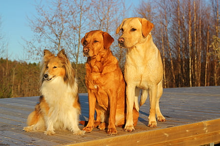 two Labrador retrievers and Shetland sheepdog thumbnail