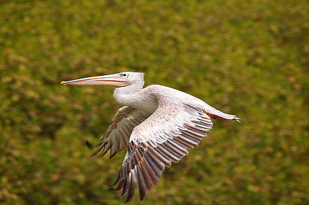 flying white beard thumbnail
