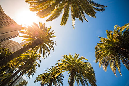 Sunny Bottom View of High Tropical Palms thumbnail