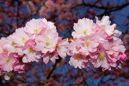 pink flowers in tree thumbnail