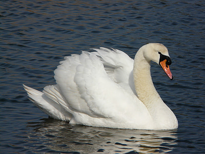 white swan on river during daytime thumbnail