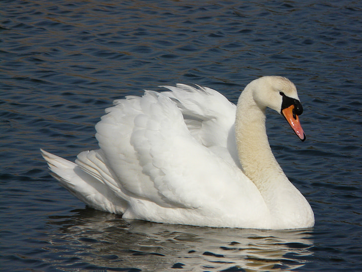 white swan on river during daytime