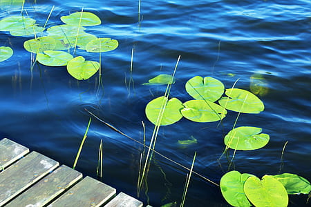 green leaves thumbnail