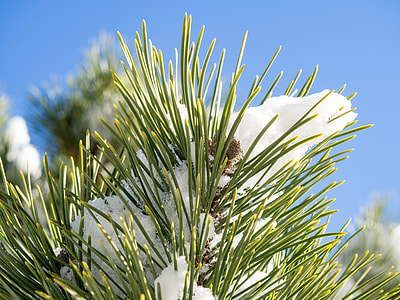 snow covered green plant thumbnail