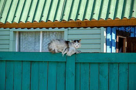 gray cat lying on top of green wooden fence thumbnail