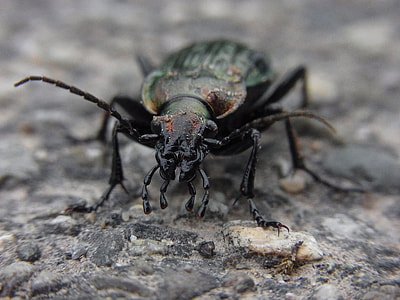 shallow focus photography of black and green beetle with morning drew thumbnail