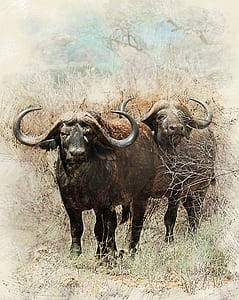 two black water buffalos painting thumbnail