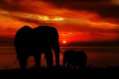 silhouette of two elephants during sunset thumbnail