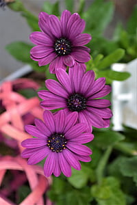selective focus photography of three pink petaled flowers thumbnail