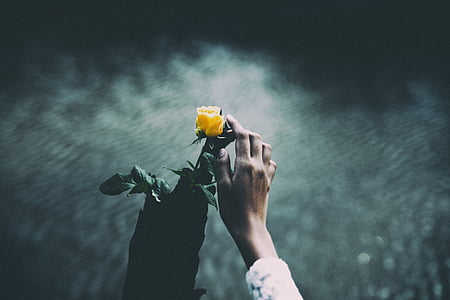 person holding yellow rose thumbnail