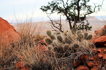 cactus plants surrounded by grass thumbnail