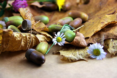 selective focus photography of flowers beside seeds thumbnail
