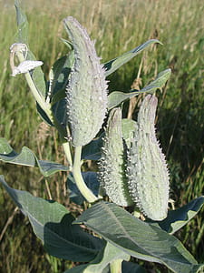 Milkweed pods maturing in late summer to disperse their seeds in autumn thumbnail