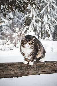 brown tabby cat on tree branch thumbnail