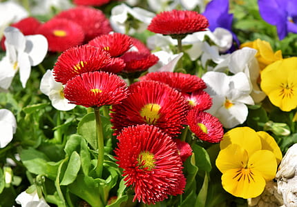 red flowers thumbnail