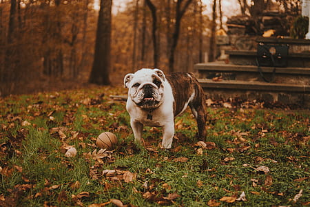 adult white and brown brindle American bulldog near ball thumbnail
