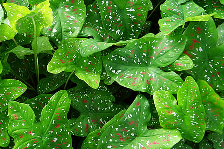 Green Heart Shaped Leaf Plant thumbnail
