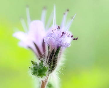 selective focus photography of purple petaled flower thumbnail
