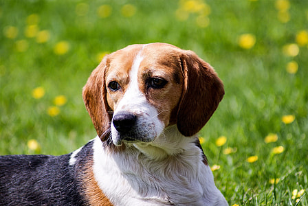 selective focus photography of short-coated white, black, and brown beagle in prone position thumbnail