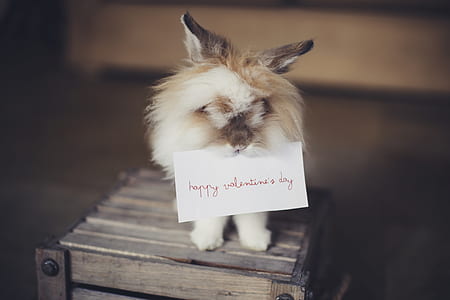 long-fur brown rabbit with white printer paper on top of crate thumbnail