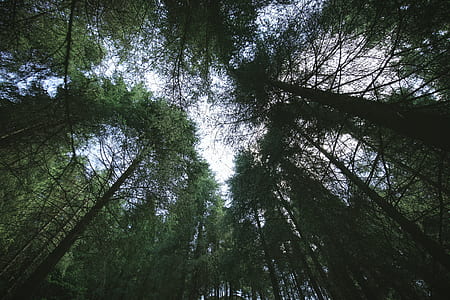 worm's eye view of forest thumbnail