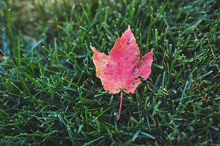 closeup photo of a red maple leaf on grass thumbnail