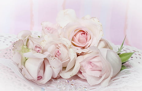 pink rose flower thumbnail