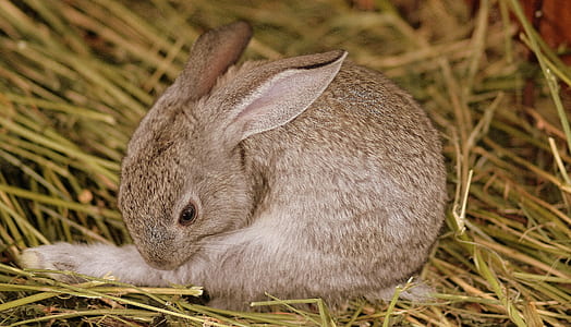 photo of brown rabbit thumbnail