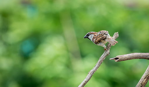 Selective Focus Photography of House Sparrow Perching on Tree Branch thumbnail
