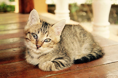 depth of field photography of brown tabby cat thumbnail