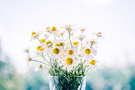 shallow focus of white daisies thumbnail