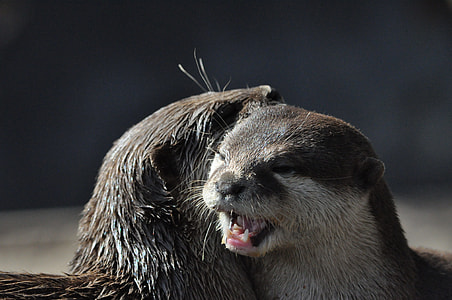 Otter, Zoo thumbnail