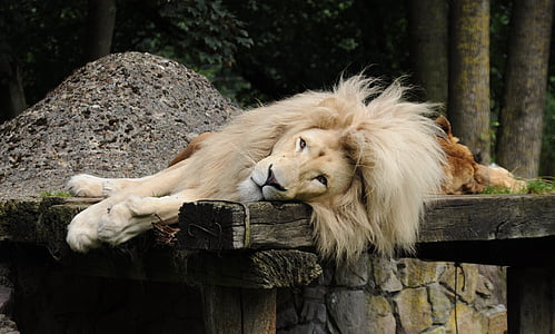 brown lion laying down near tree during daytime thumbnail