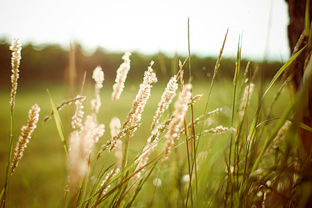 Sunset Grass thumbnail