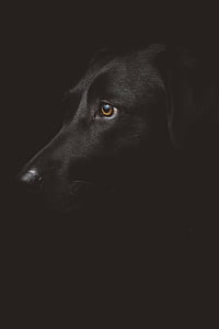 adult black Labrador retriever thumbnail