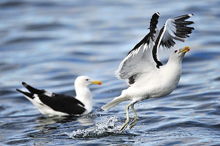 sea, flight, nature, flying thumbnail