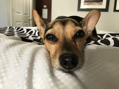 short-coated black and brown dog lying down on white-and-black textile thumbnail