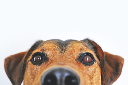 dog, pet, cute, eyes thumbnail