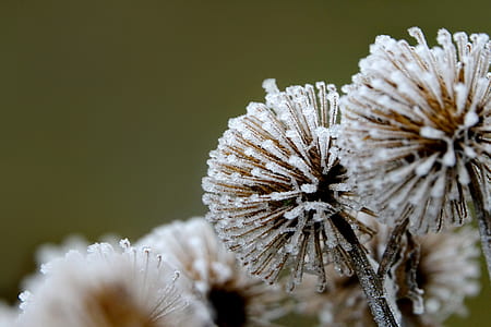selective focus photography of white flowers thumbnail