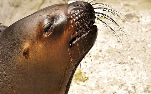 sea lion photo thumbnail