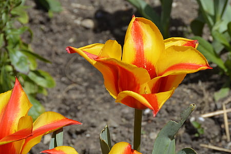 selective focus photography of yellow and red petaled flowers thumbnail