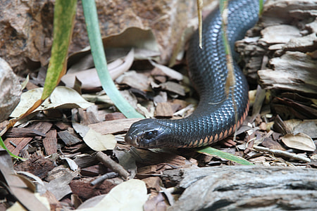 black snake thumbnail
