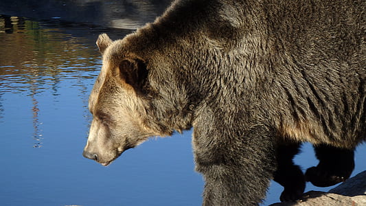polar bear thumbnail
