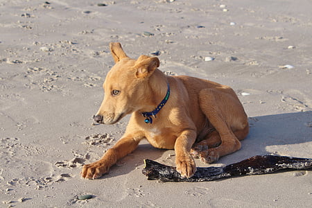 short-coated tan dog on the seashore thumbnail