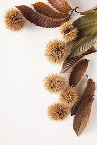 brown round fruits thumbnail