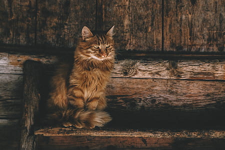 brown and black cat sitting on wood plank thumbnail