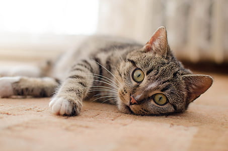 photo of brown tabby cat reclining on floor thumbnail