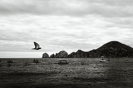 grayscale photo of boats on harbor thumbnail