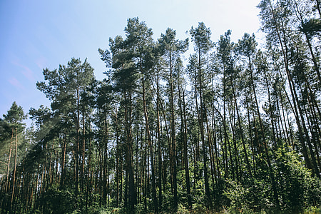 Pine trees in a wood with dappled sunlight thumbnail