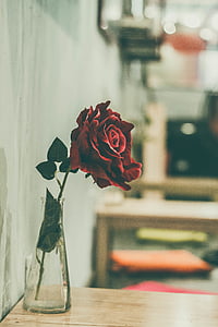 red rose flower thumbnail